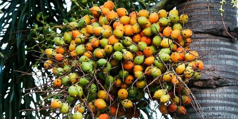Biji Pinang - 10 Tips Memutihkan Gigi yang Mudah Dilakukan